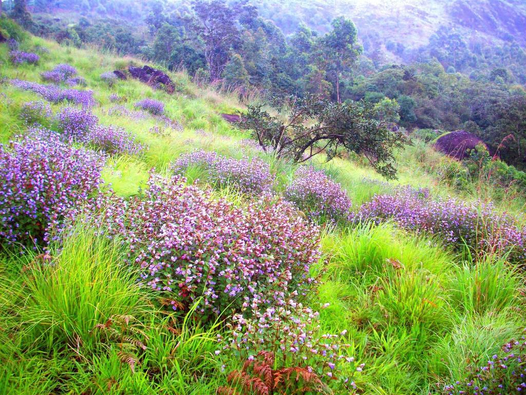 Elysium Garden Hotel Munnar Exterior photo